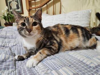 Domestic Short Hair and Torbie Cats Available for Adoption - Jennipurr (Hold) | PetCurious
