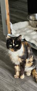Sloan -  Domestic Short Hair Cat for Adoption in Manteca, California - Sloan | PetCurious