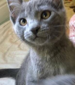 Little Ms. Bossy Pants -  Domestic Short Hair and Russian Blue Cat for Adoption in Eagle Point, Oregon - Little Ms. Bossy Pants | PetCurious