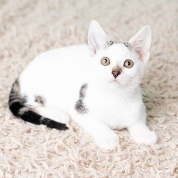 Rescue Domestic Short Hair Cats for Adoption in Saint Paul, Minnesota - Smeagol | PetCurious