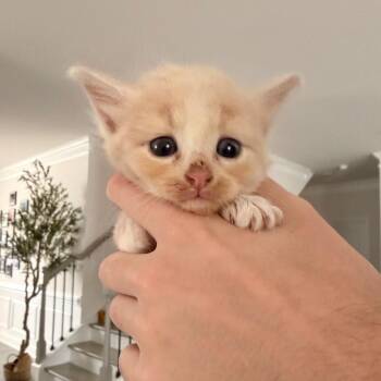 Latte -  Domestic Short Hair Cat for Adoption in Inman, South Carolina - Latte | PetCurious