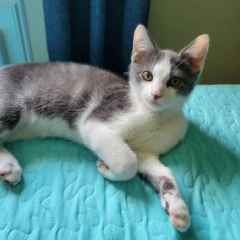 Socks -  Domestic Short Hair Cat for Adoption in Hopkinton, Massachusetts - Socks | PetCurious