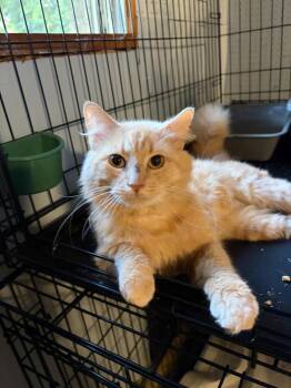 Crawford -  Domestic Medium Hair Cat for Adoption in Lake Wylie, South Carolina - Crawford | PetCurious