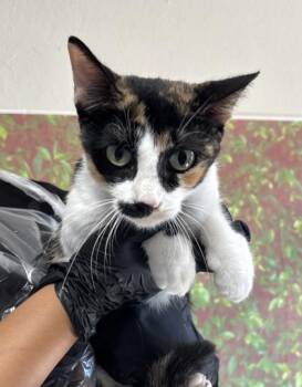 FRANCES -  Domestic Medium Hair Cat for Adoption in San Antonio, Texas - FRANCES | PetCurious