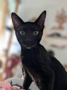 Rescue Domestic Short Hair Cats for Adoption in Honolulu, Hawaii - Coco Puff | PetCurious