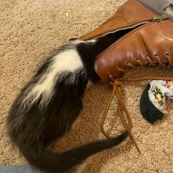 Little Panda -  Domestic Medium Hair Cat Available for Adoption in Houston, Texas - Little Panda | PetCurious
