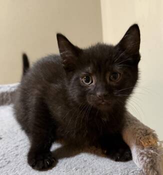 Elizabeth -  Domestic Short Hair Cat for Adoption in East Hanover, New Jersey - Elizabeth | PetCurious