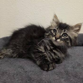 Utah -  Domestic Long Hair Cat for Adoption in Yankton, South Dakota - Utah | PetCurious