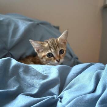 Nala -  Domestic Short Hair Cat for Adoption in Windsor, Virginia - Nala | PetCurious