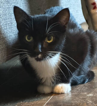 Rescue Domestic Short Hair Cats for Adoption in West Palm Beach, Florida - Jackie | PetCurious