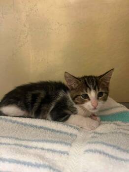 TILLY -  Domestic Short Hair Cat for Adoption in Fort Myers, Florida - TILLY | PetCurious