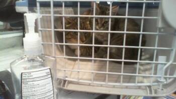 GIZMO -  Domestic Short Hair Cat for Adoption in Charlotte, North Carolina - GIZMO | PetCurious