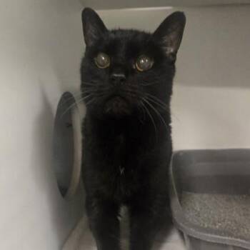 Sonya -  Domestic Short Hair Cat for Adoption in Phoenixville, Pennsylvania - Sonya | PetCurious