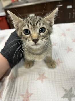 Dill Pickles -  Domestic Short Hair Cat for Adoption in Largo, Florida - Dill Pickles | PetCurious