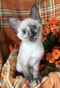 5/26/26 Halia -  Domestic Short Hair Cat for Adoption in Stillwater, Oklahoma - 5/26/26 Halia | PetCurious