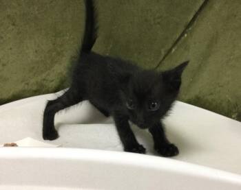 PANTHER -  Domestic Short Hair Cat for Adoption in Riverside, California - PANTHER | PetCurious