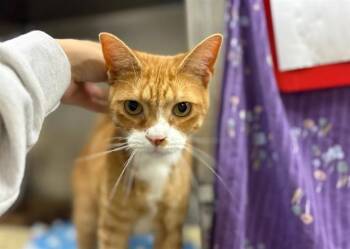 Rescue Domestic Short Hair Cats for Adoption in Fort Wayne, Indiana - ORANGE JULIUS | PetCurious