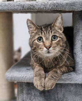 TJ -  Domestic Short Hair Cat Available for Adoption in Rochester, New Hampshire - TJ | PetCurious