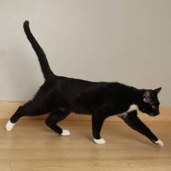 Gouda C70395 -  Domestic Short Hair Cat for Adoption in Minnetonka, Minnesota - Gouda C70395 | PetCurious