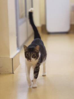 Domestic Short Hair Cats Available for Adoption - Baby Tiger | PetCurious