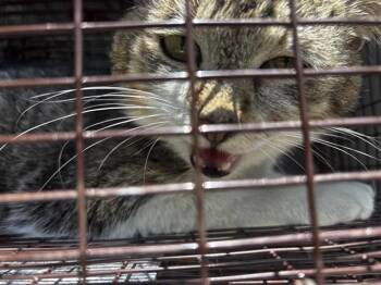 Domestic Short Hair Cats Available for Adoption in Houston, Texas - A654514 | PetCurious