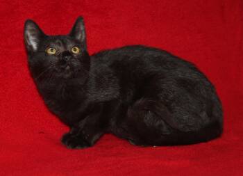 Rescue Domestic Short Hair Cats for Adoption in Marietta, Ohio - Jackie (Photos 10/8/2025) | PetCurious