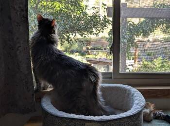 Rickey -  Domestic Long Hair Cat for Adoption in Fort Collins, Colorado - Rickey | PetCurious