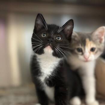 Domestic Short Hair Cats Available for Adoption in Nashville, Indiana - August | PetCurious