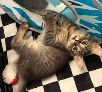 Kittens in Kenai -  Domestic Short Hair Cat for Adoption in Anchorage, Alaska - Kittens In Kenai | PetCurious