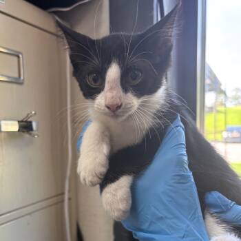 Rescue Domestic Short Hair Cats for Adoption in Columbiana, Alabama - Nicole | PetCurious