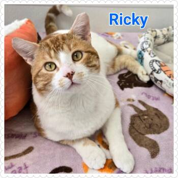 Rescue Domestic Short Hair Cats for Adoption in North Saint Paul, Minnesota - Ricky | PetCurious