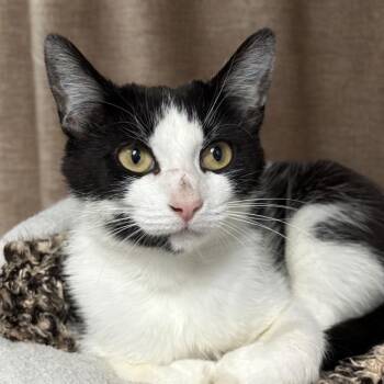 Marquise -  Domestic Short Hair Cat Available for Adoption in Port Washington, New York - Marquise | PetCurious