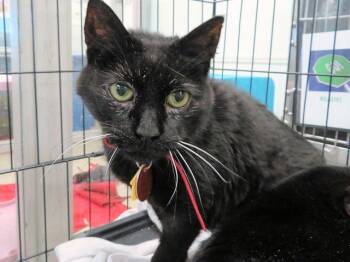 Domestic Short Hair Cats Available for Adoption - MINTY | PetCurious