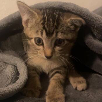 Tipsy -  Domestic Short Hair Cat for Adoption in Chanute, Kansas - Tipsy | PetCurious