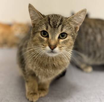 Rescue Domestic Short Hair Cats for Adoption in Sheboygan, Wisconsin - Pluto | PetCurious