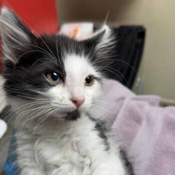 Pennington -  Domestic Short Hair Cat for Adoption in Lakewood, Colorado - Pennington | PetCurious
