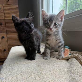 Sax -  Domestic Medium Hair Cat for Adoption in South Elgin, Illinois - Sax | PetCurious