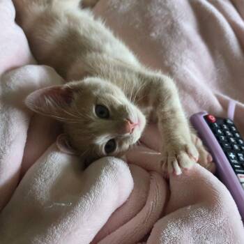 Slice -  Domestic Short Hair Cat for Adoption in Greenwood, Indiana - Slice | PetCurious
