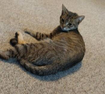 Rescue Domestic Short Hair Cats for Adoption in Taycheedah, Wisconsin - Tiger | PetCurious