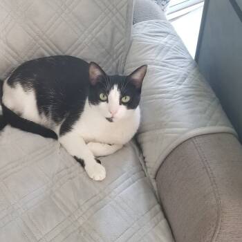 Rescue Domestic Short Hair Cats for Adoption in Mount Laurel Township, New Jersey - Magdalene Snow Angel | PetCurious
