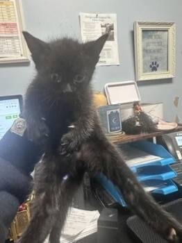Hamish -  Domestic Short Hair Cat for Adoption in Chamblee, Georgia - Hamish | PetCurious