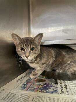 Rescue Domestic Short Hair Cats for Adoption in Aurora, Illinois - LINDA | PetCurious