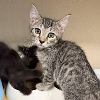 Sevier -  Domestic Short Hair Cat for Adoption in Westhampton, New York - Sevier | PetCurious