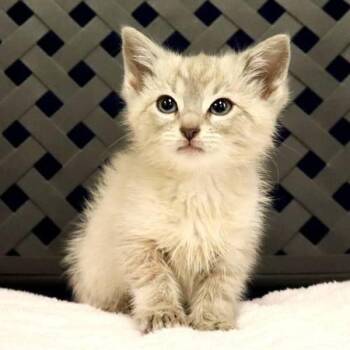 Snowshoe Cats Available for Adoption - Juliet | PetCurious