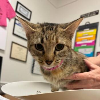 Edith -  Domestic Short Hair Cat for Adoption in Peoria, Illinois - Edith | PetCurious