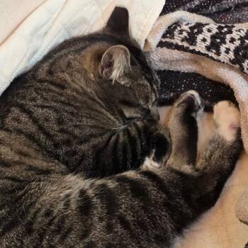 Domestic Short Hair Cats Available for Adoption in Santa Fe, New Mexico - Stripington | PetCurious