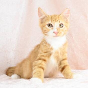 Jude -  Domestic Medium Hair Cat for Adoption in Mobile, Alabama - Jude | PetCurious