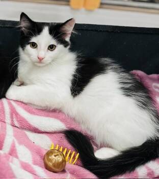 Rescue Domestic Medium Hair Cats for Adoption in Westlake Village, California - Crispy | PetCurious