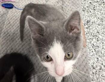 Audrey -  Domestic Short Hair Cat for Adoption in Bryan, Ohio - Audrey | PetCurious