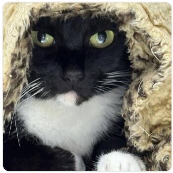 Chloe -  Domestic Short Hair Cat for Adoption in Coos Bay, Oregon - Chloe | PetCurious